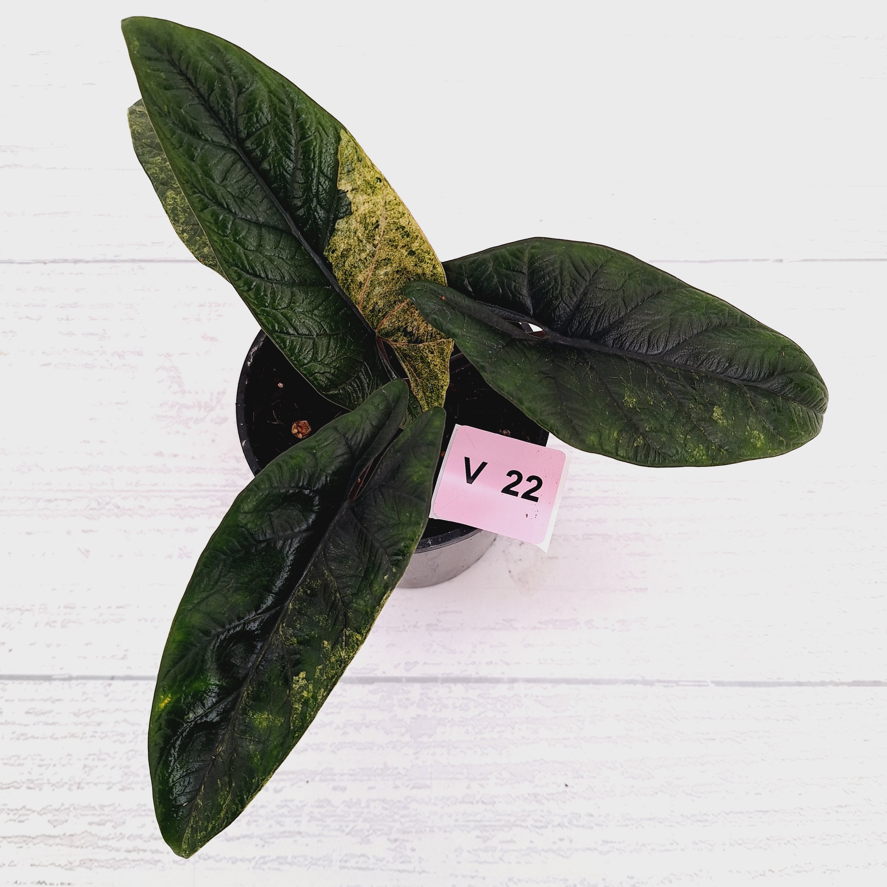 Alocasia scalprum 'Mint'