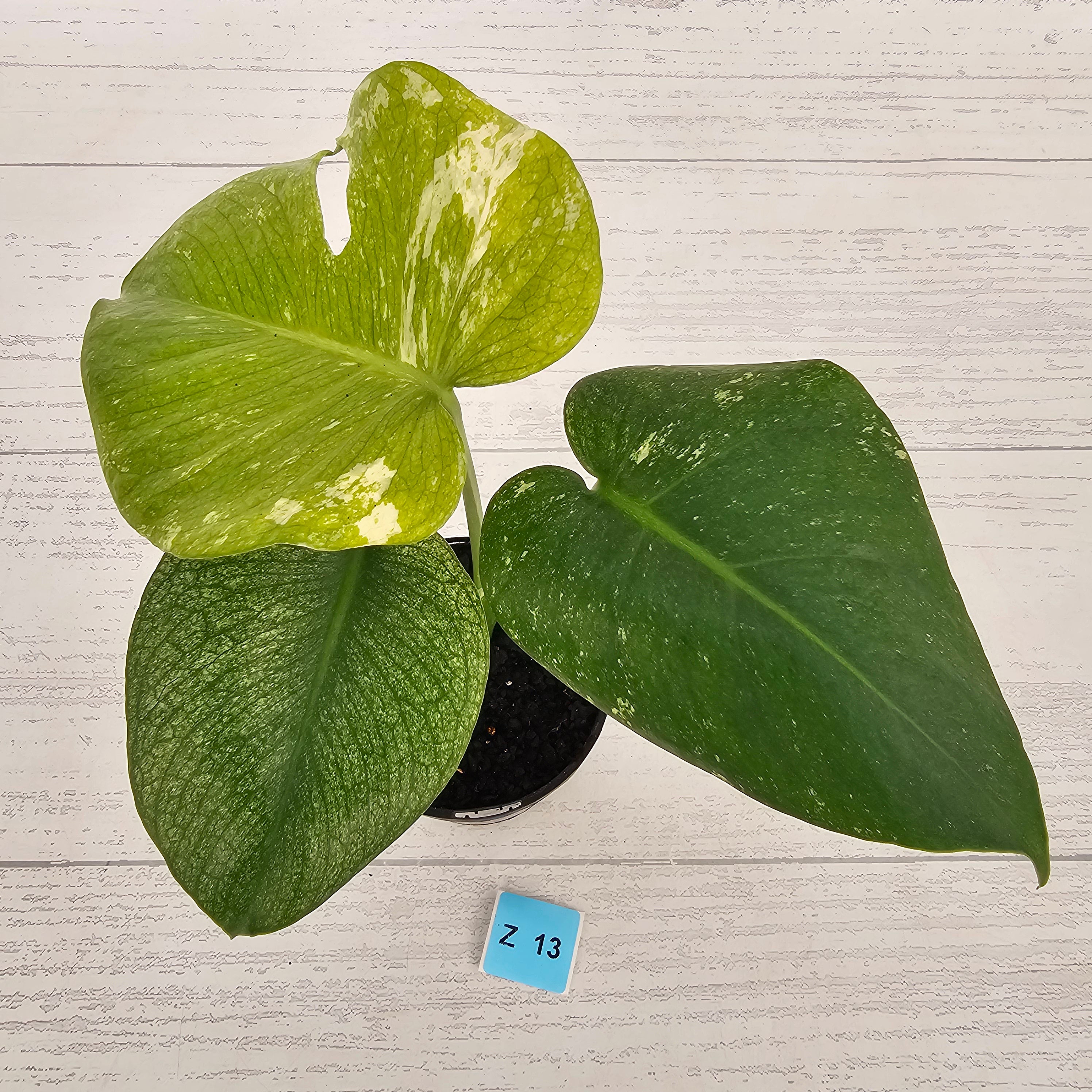 Monstera Deliciosa 'Mint'