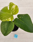 Monstera Deliciosa 'Mint'