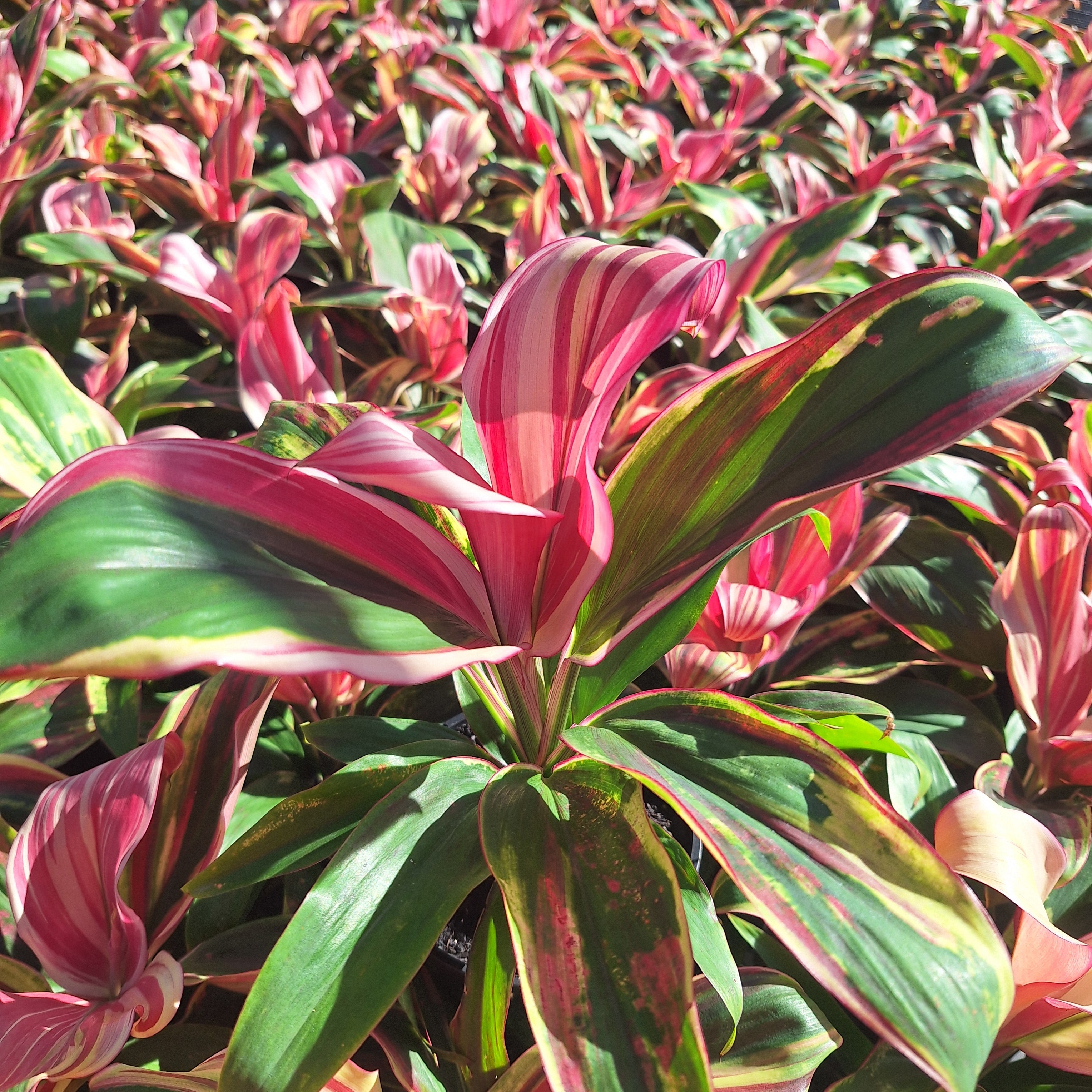 Cordyline fruticosa 'Burlesque'