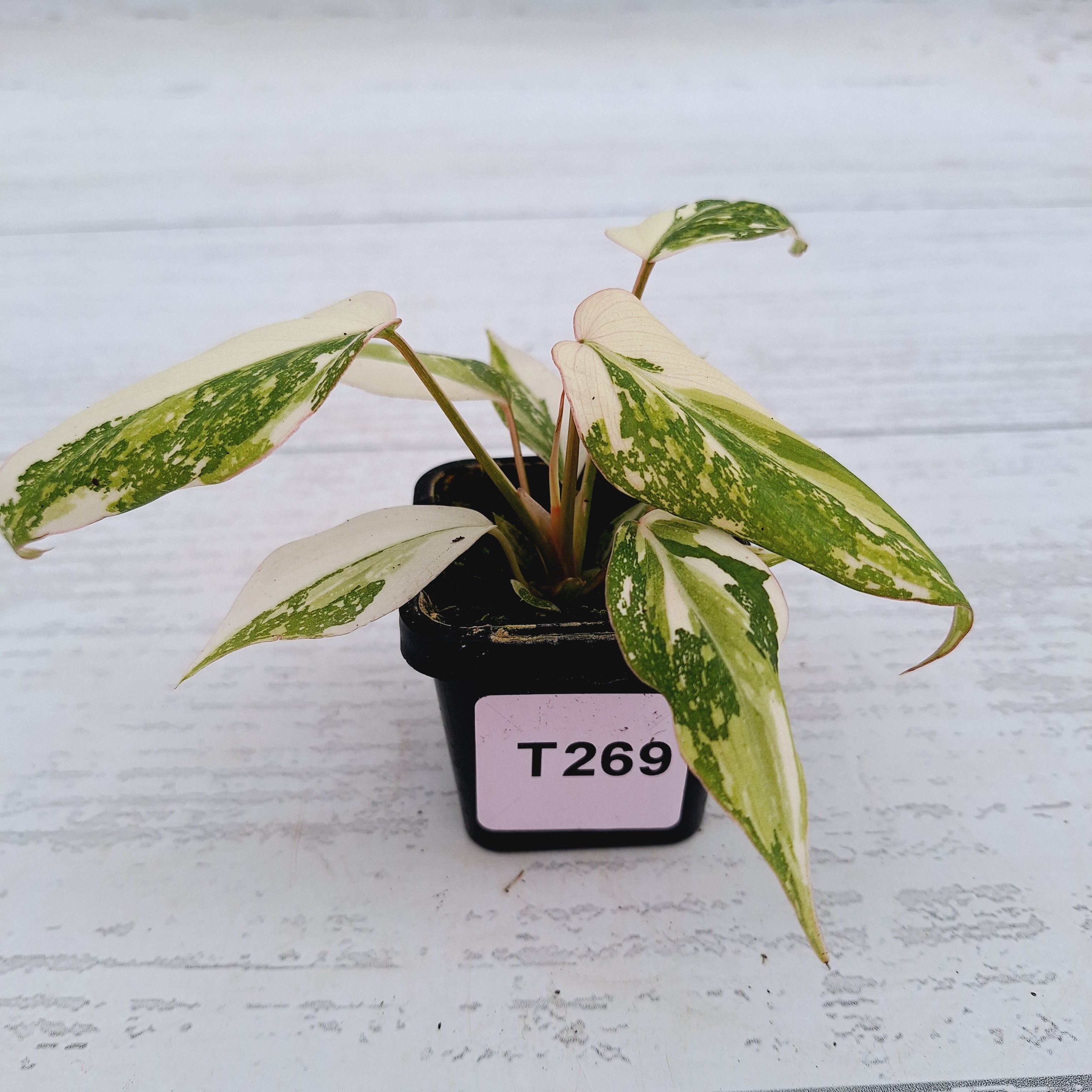 Philodendron gloriosum variegata