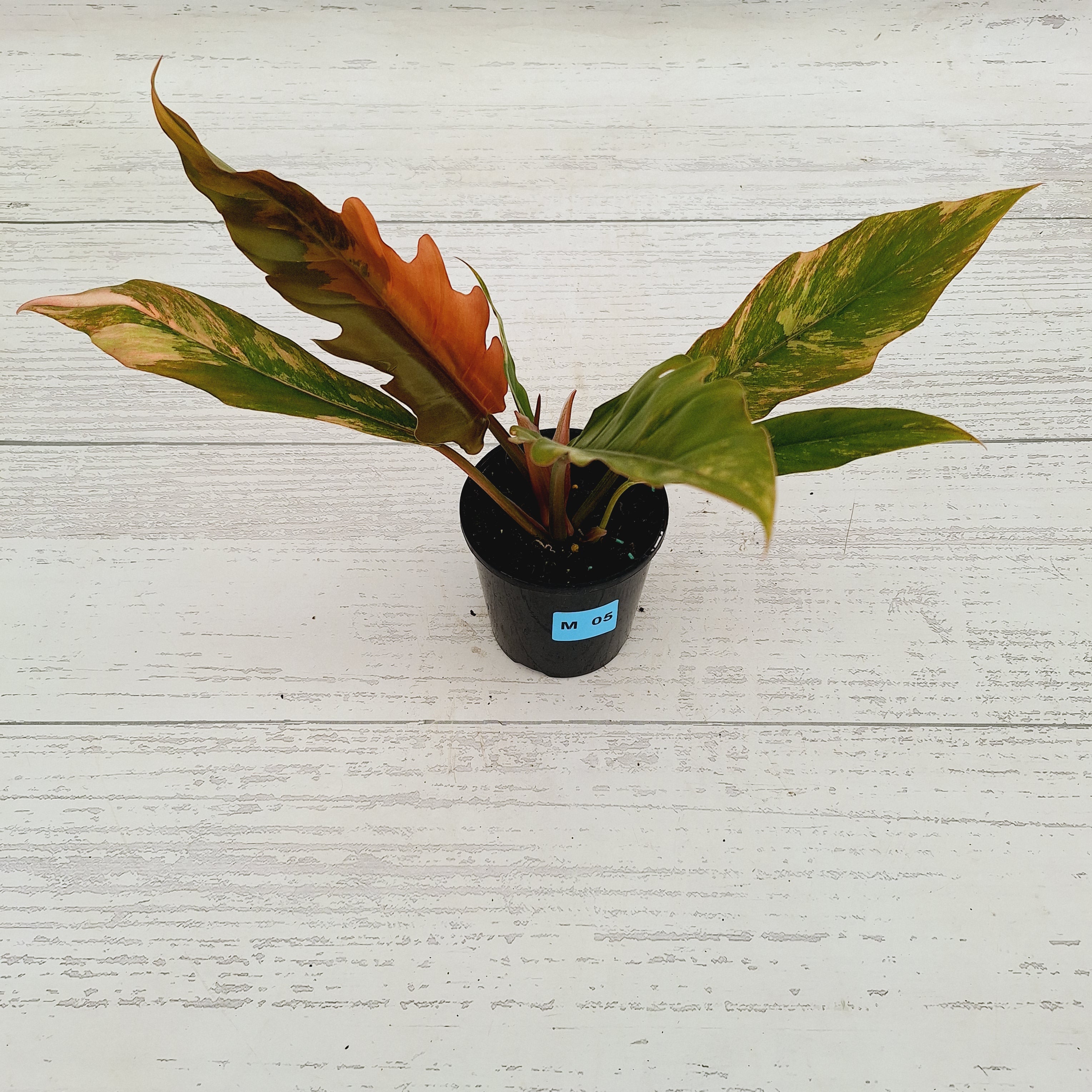 Philodendron serratum Caramel Marble