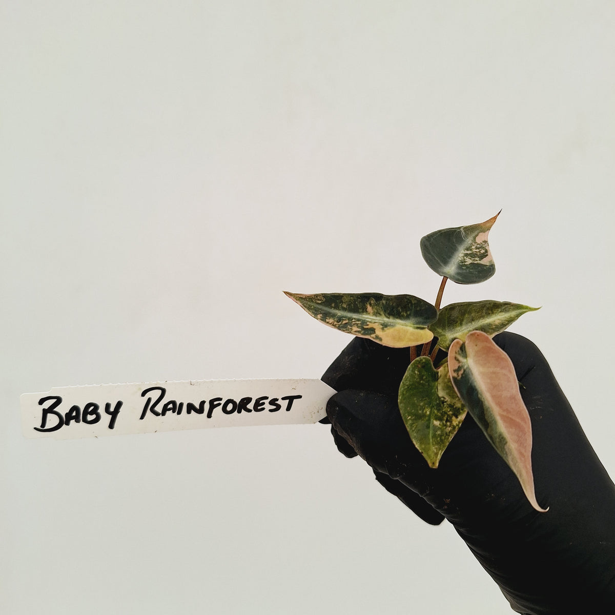 Alocasia Amazonica bambino Variegata - Bare Bottom Baby