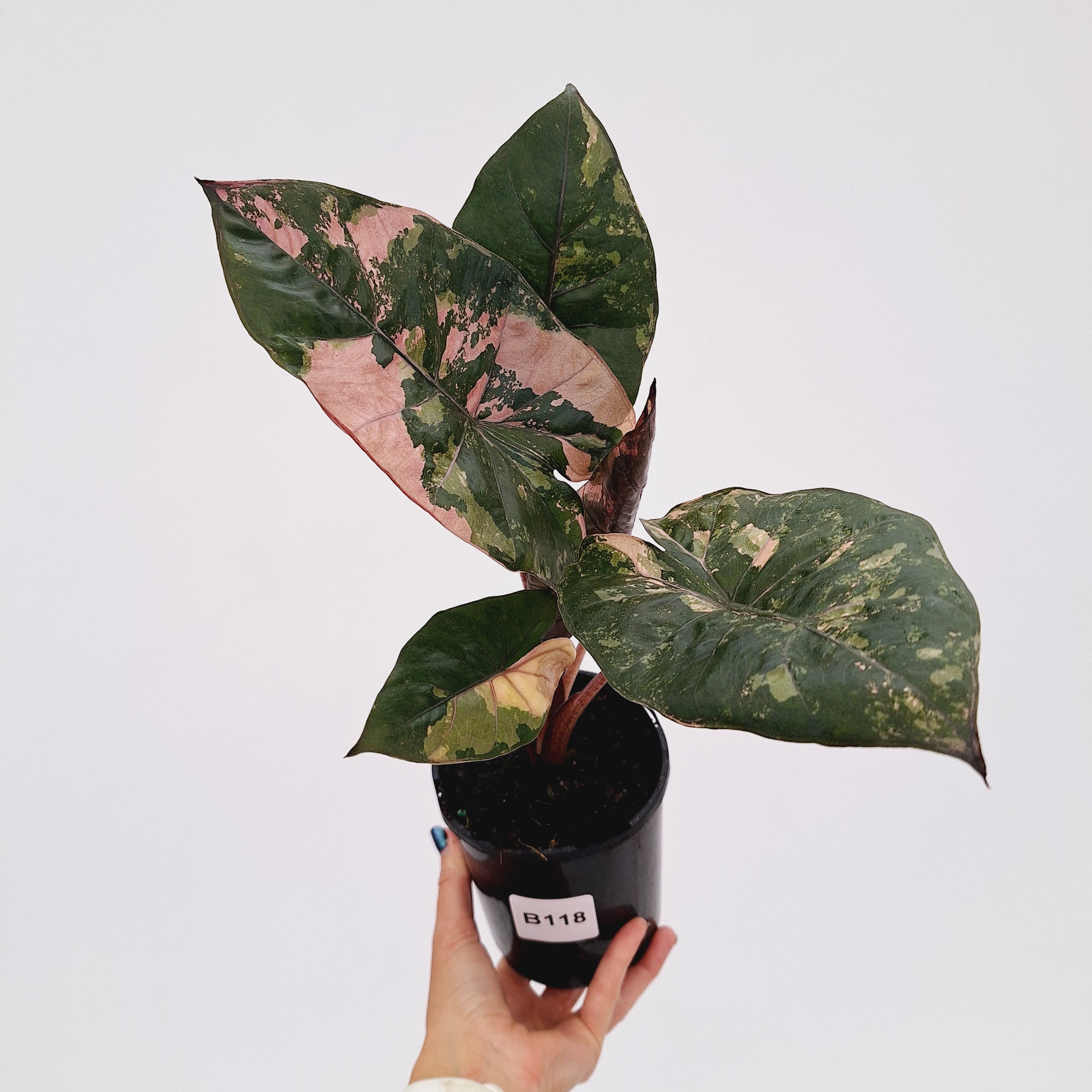 Alocasia macrorrhizos 'plumbea Variegata'