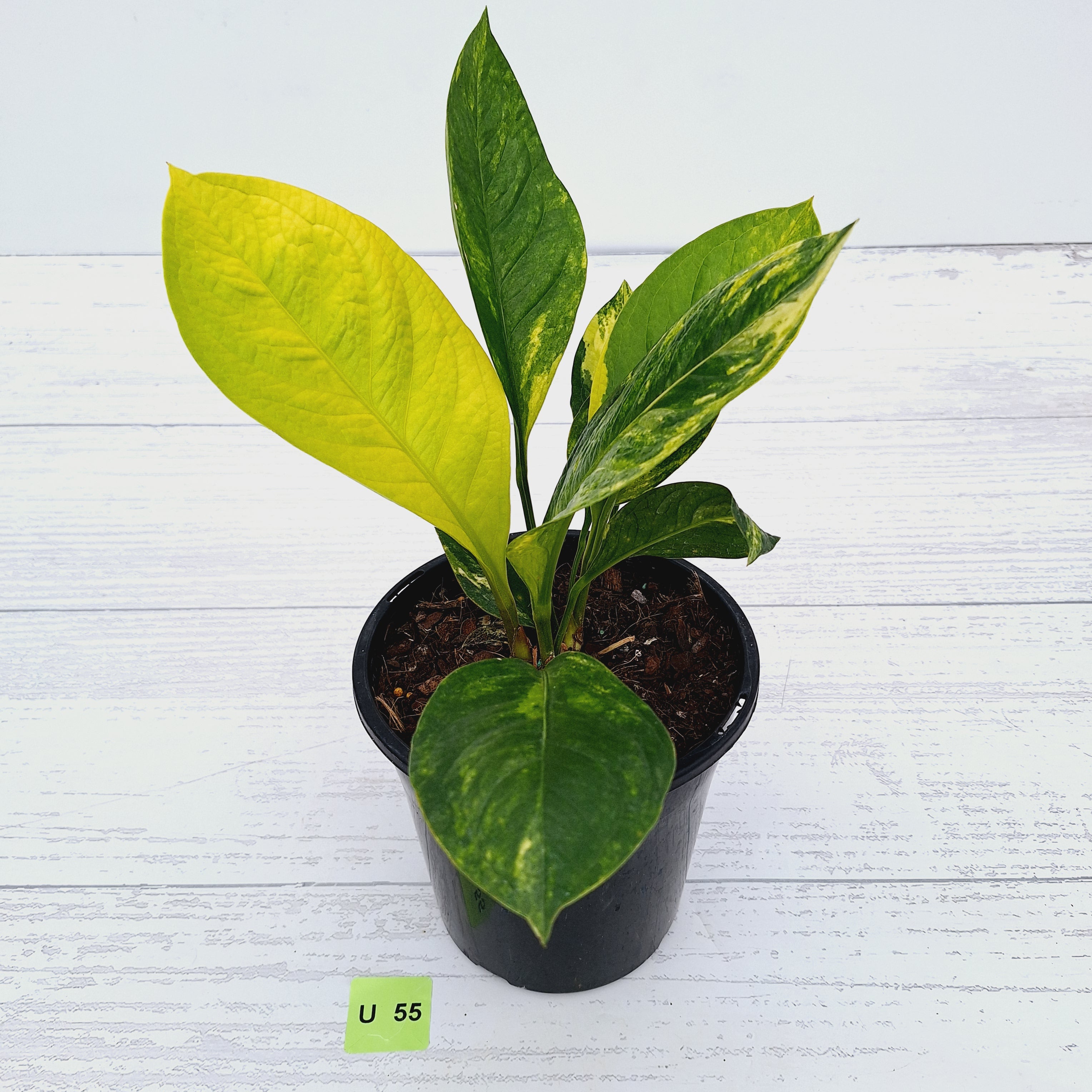 Anthurium jenmanii Variegata