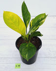 Anthurium jenmanii Variegata