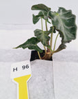 Alocasia ‘Loco’- Bare Bottom Baby