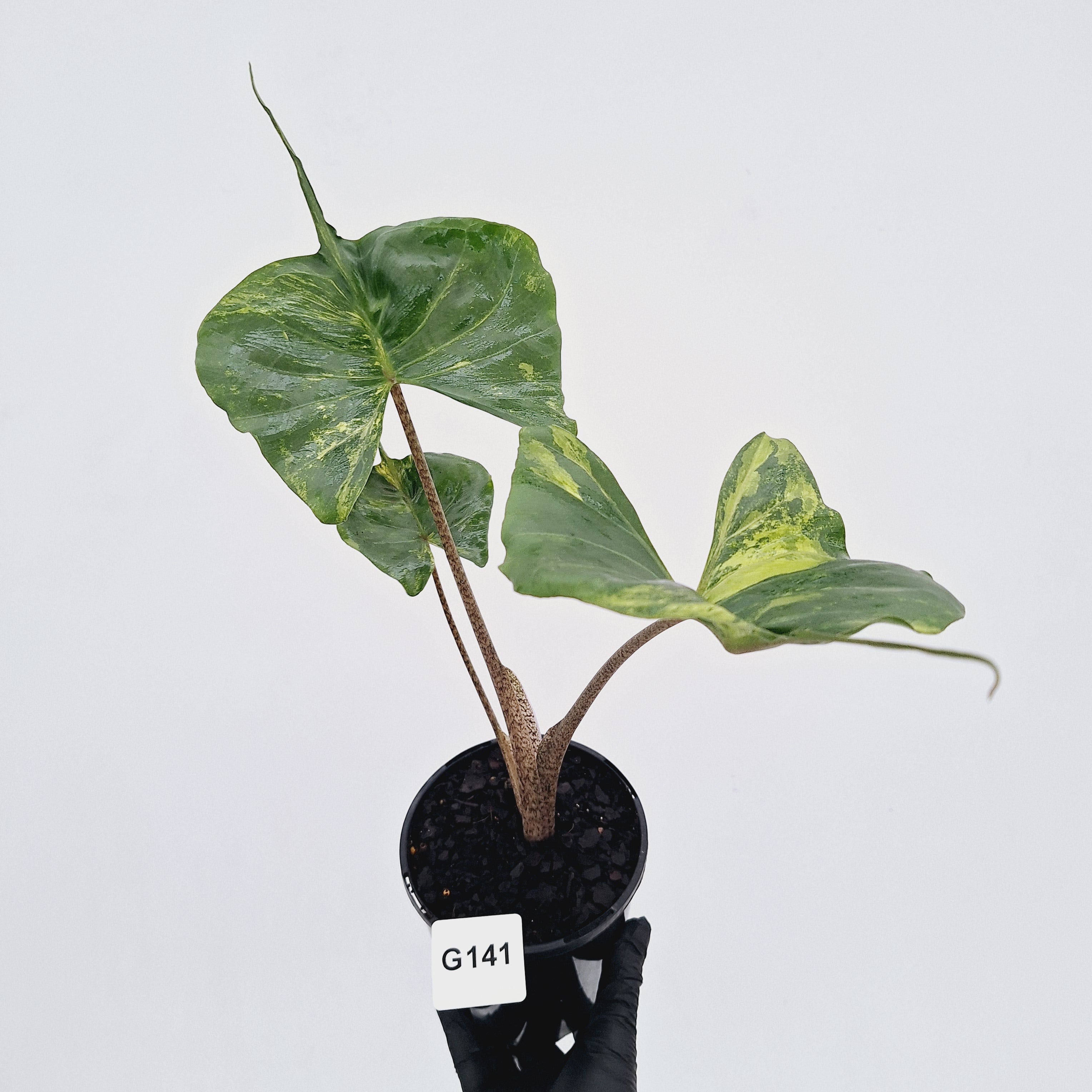 Alocasia macrorrhizos 'Stingray Aurea' Variegata