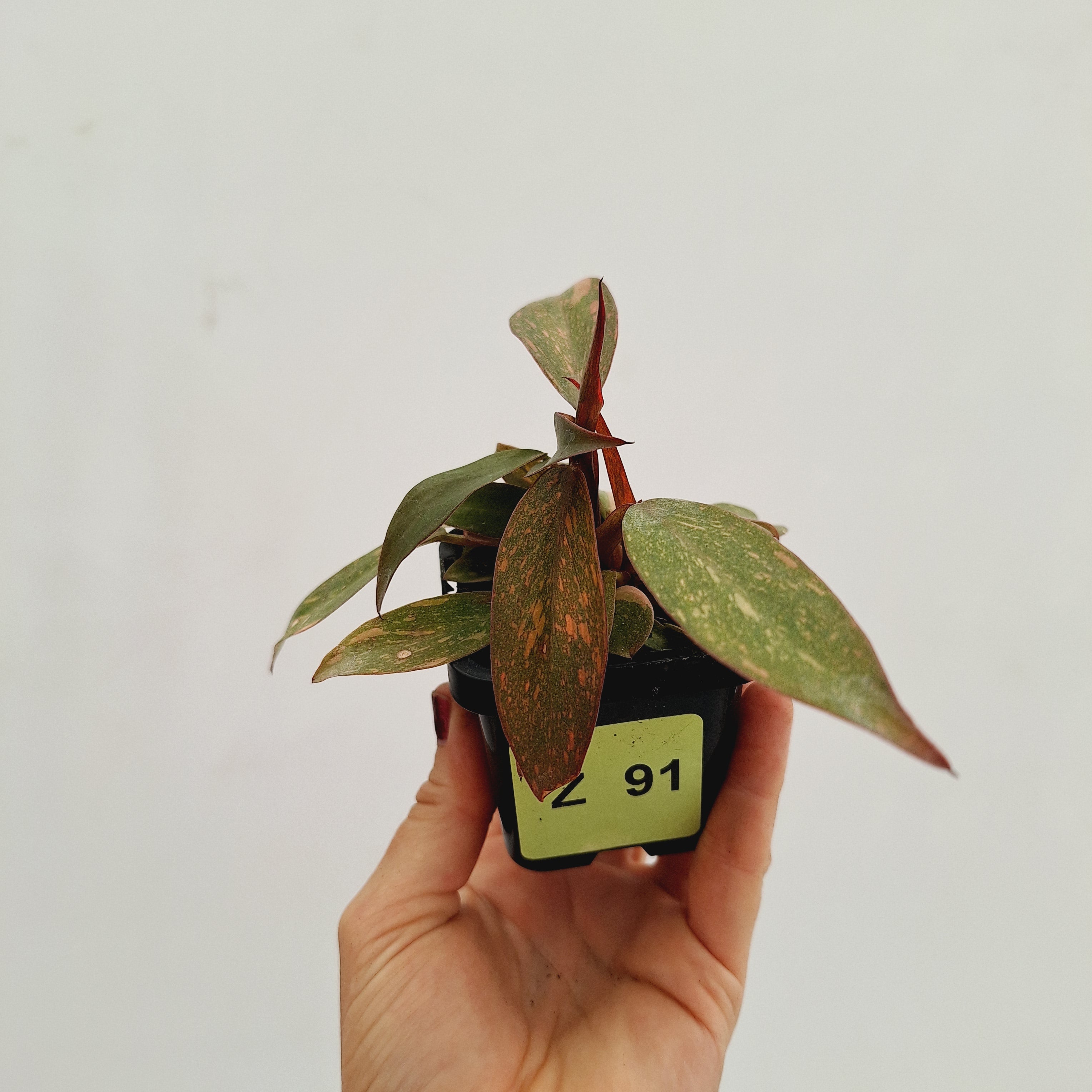 Philodendron &#39;Orange Princess&#39;