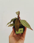 Philodendron 'Orange Princess'
