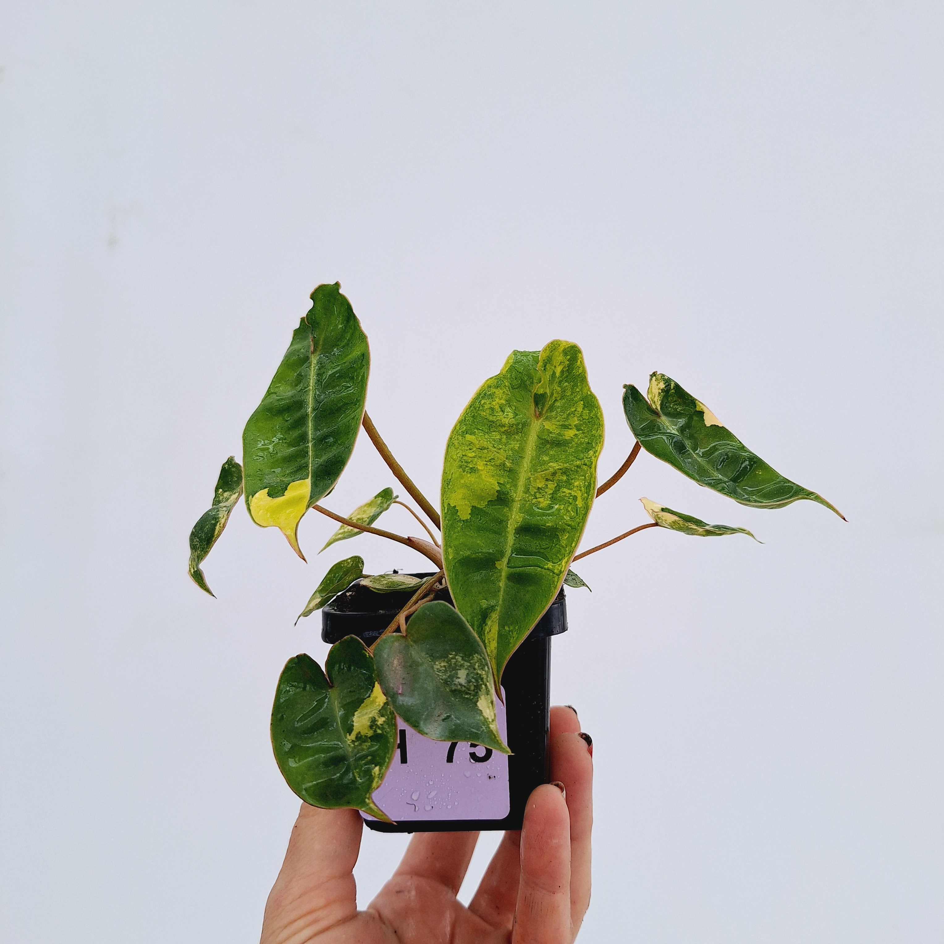 Philodendron billietiae Variegata