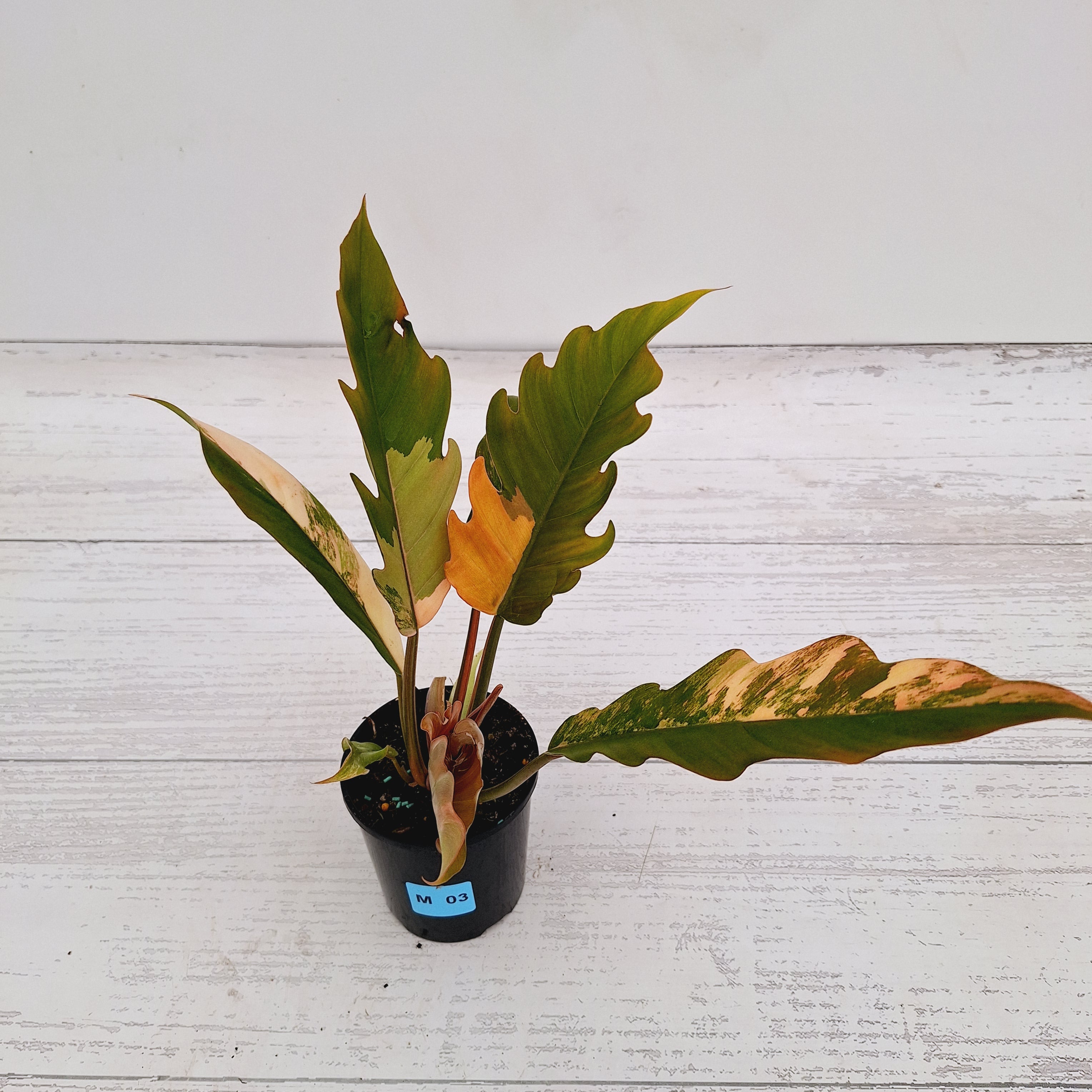 Philodendron serratum Caramel Marble