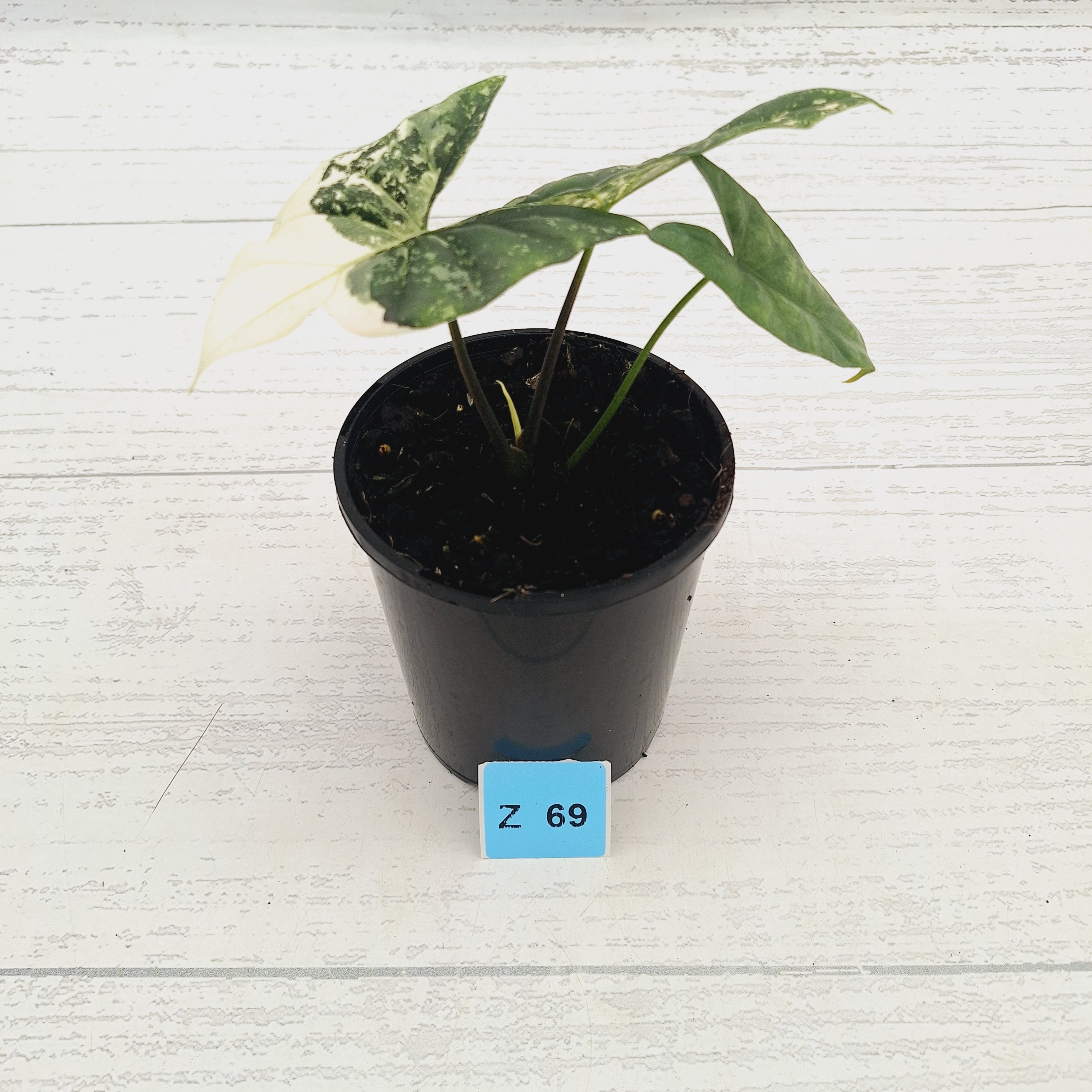 Alocasia ‘Simpo Albo’ Variegata - SALE