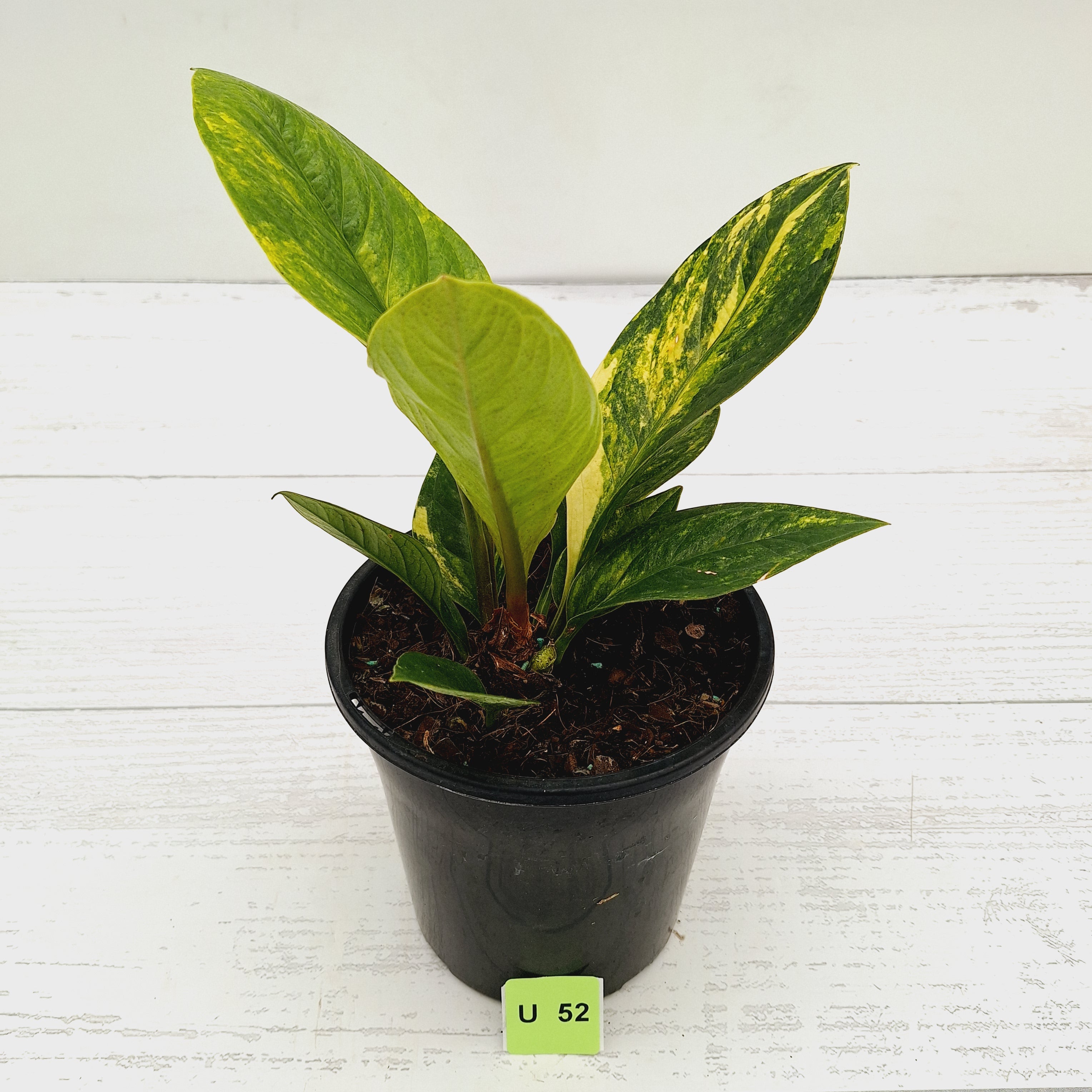 Anthurium jenmanii Variegata