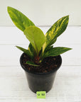 Anthurium jenmanii Variegata