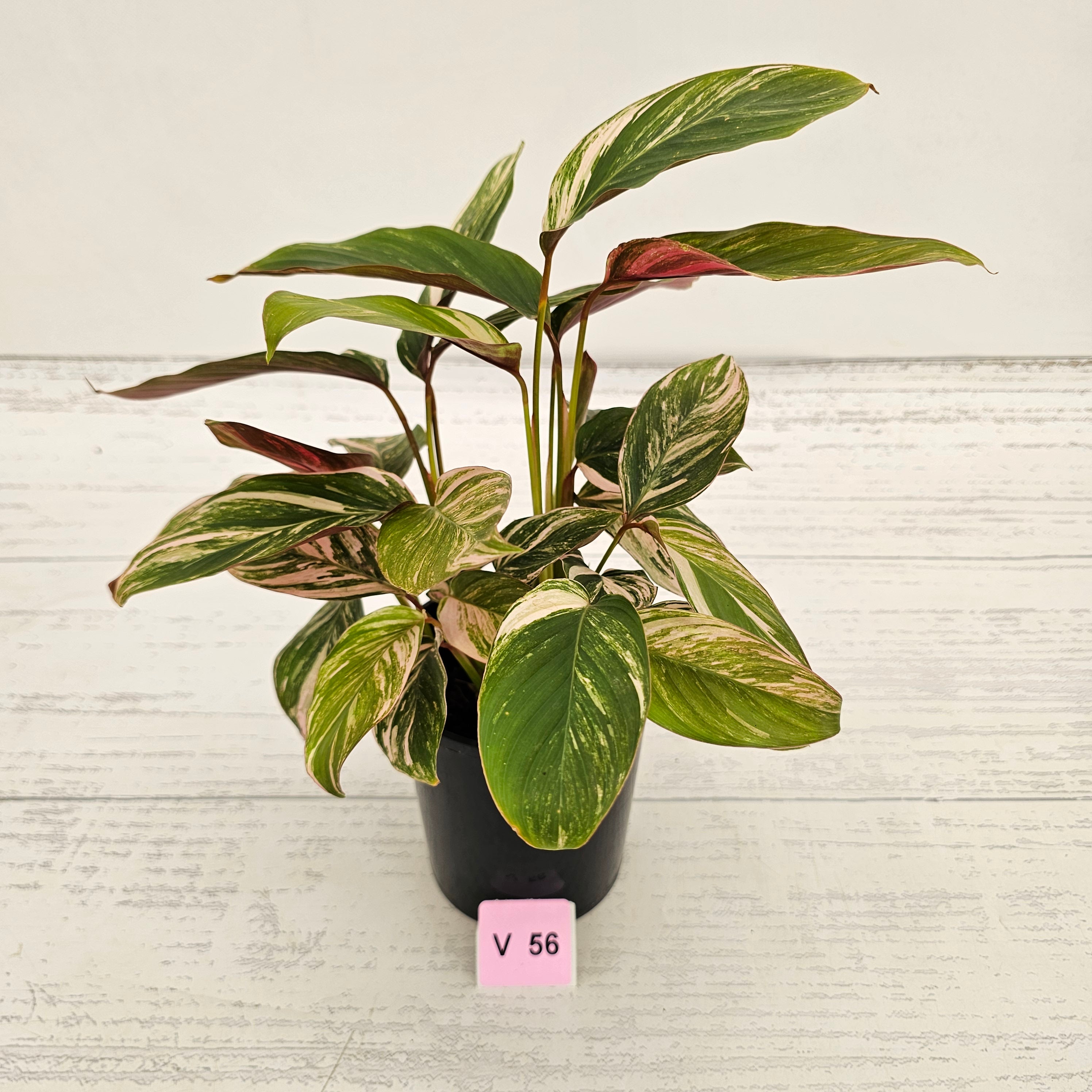 Calathea spp. Glaza