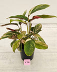 Calathea spp. Glaza