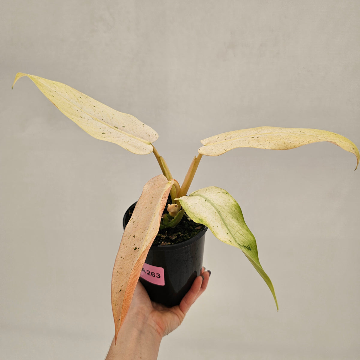 Philodendron  'Whipple Way' SALE