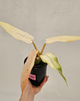 Philodendron  'Whipple Way' SALE