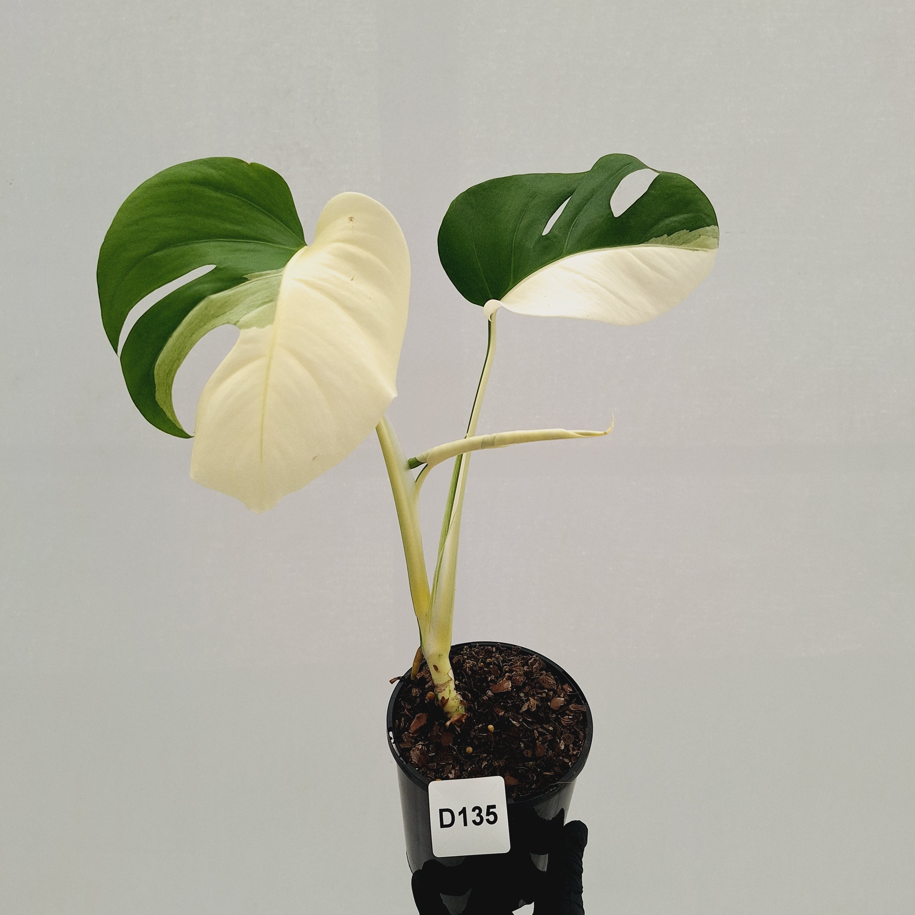 Monstera borsigiana 'Albo'