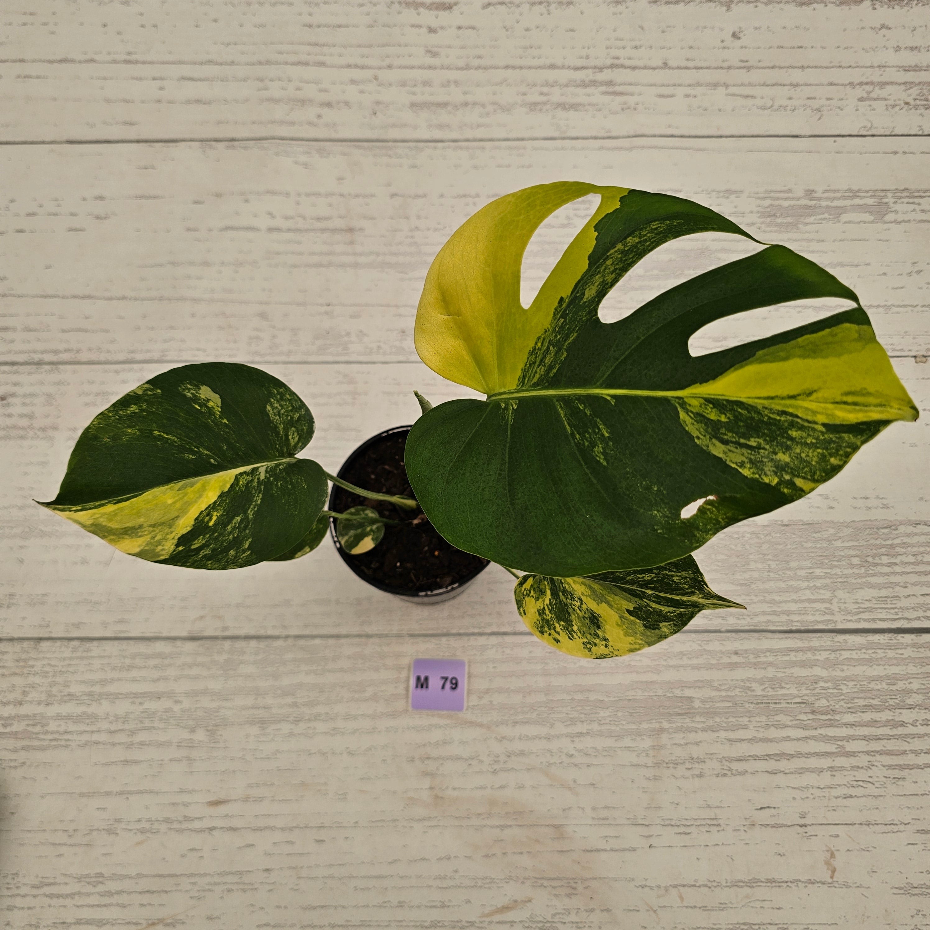 Monstera deliciosa Aurea 'Yellow Marilyn'