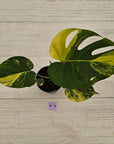 Monstera deliciosa Aurea 'Yellow Marilyn'