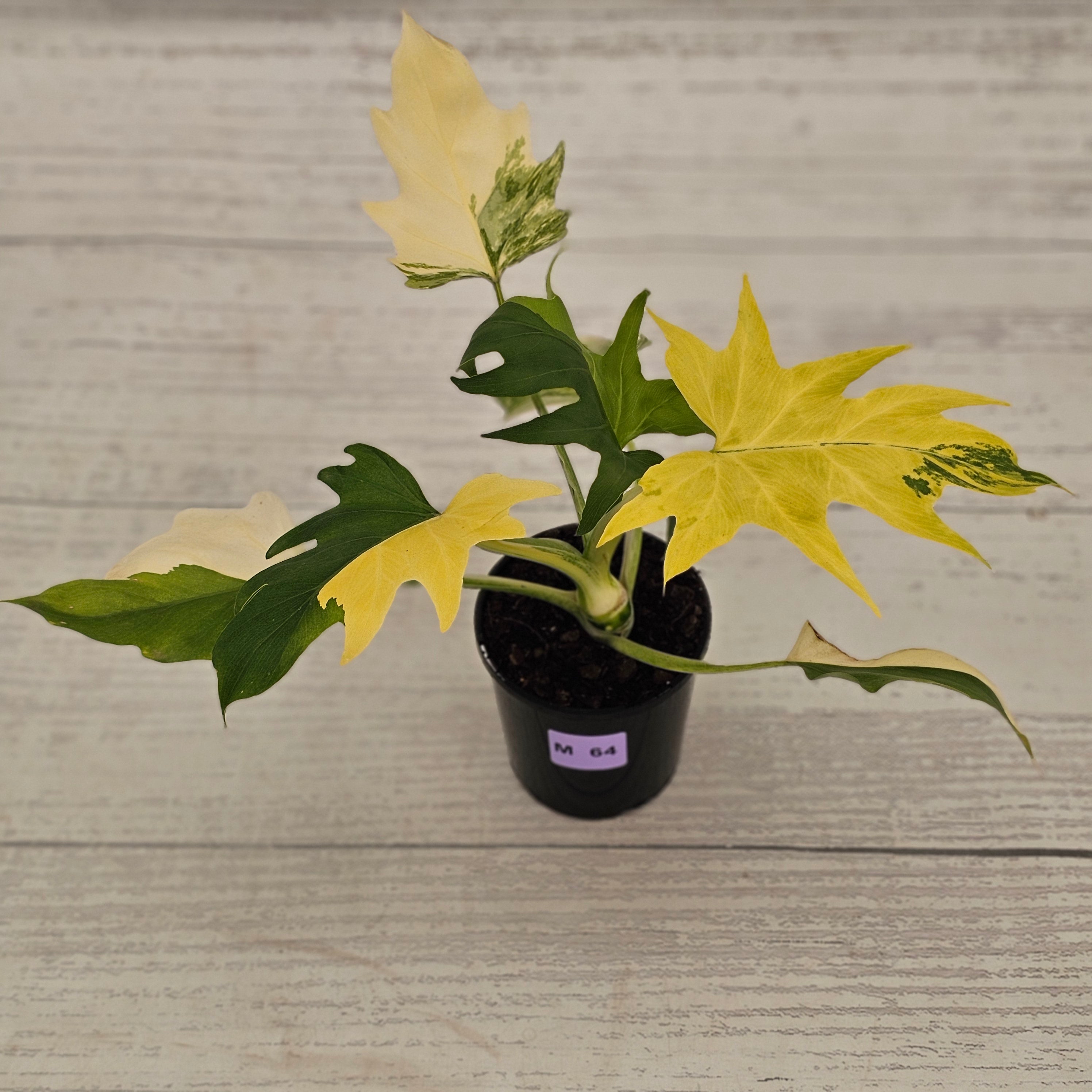 Philodendron warscewiczii 'Gold Variegata'