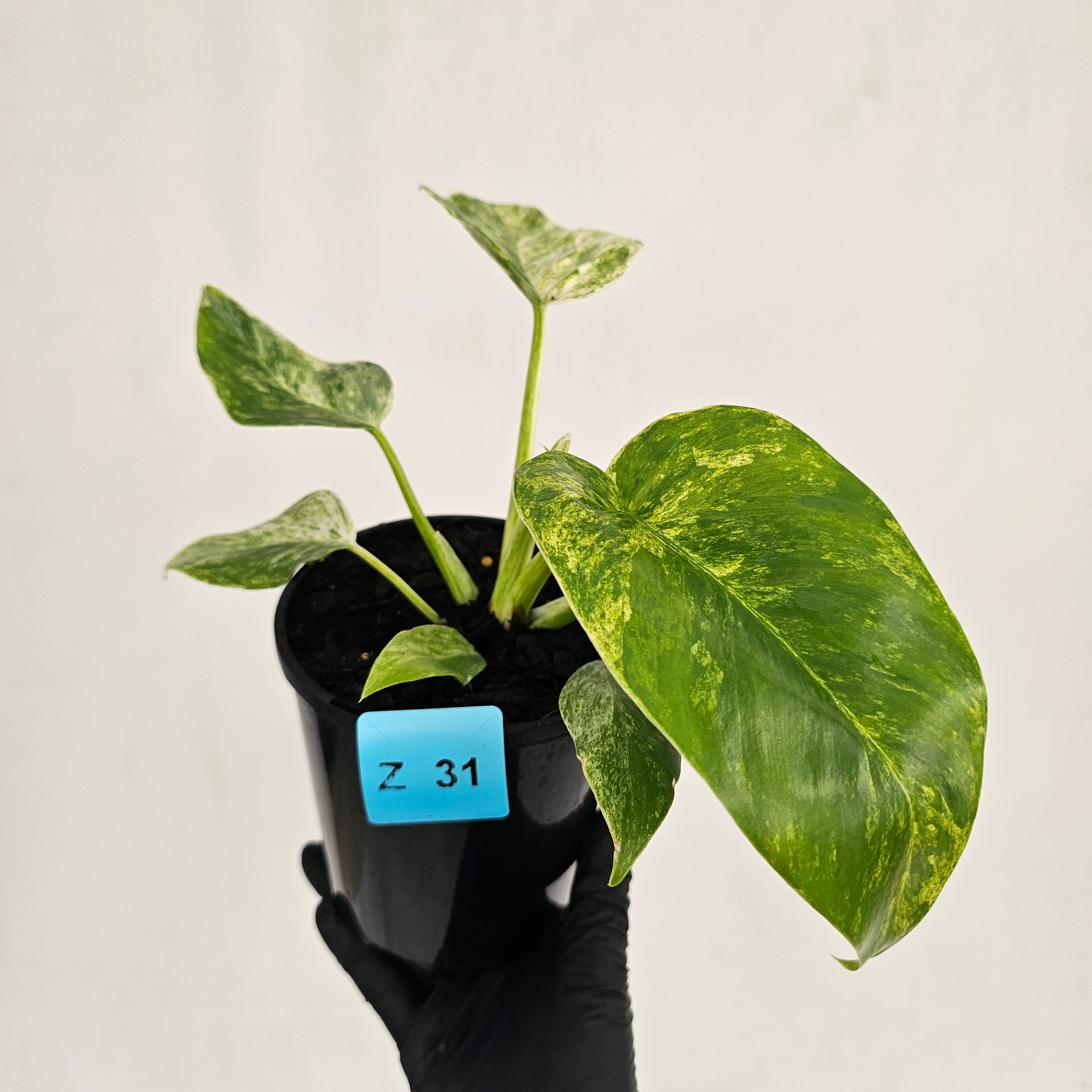 Philodendron giganteum Blizzard - SALE