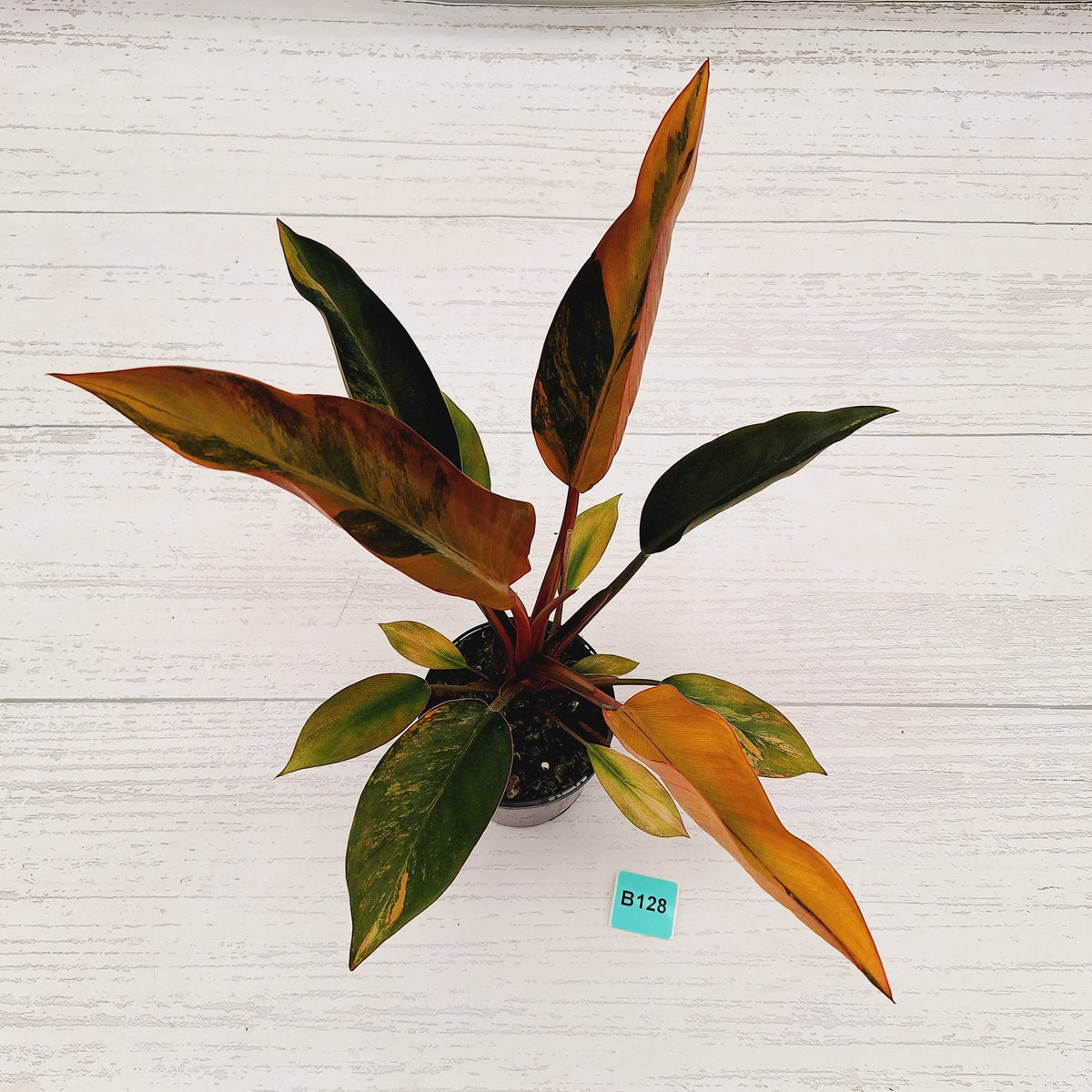 Philodendron 'Rojo Congo Variegated' 125mm - SALE