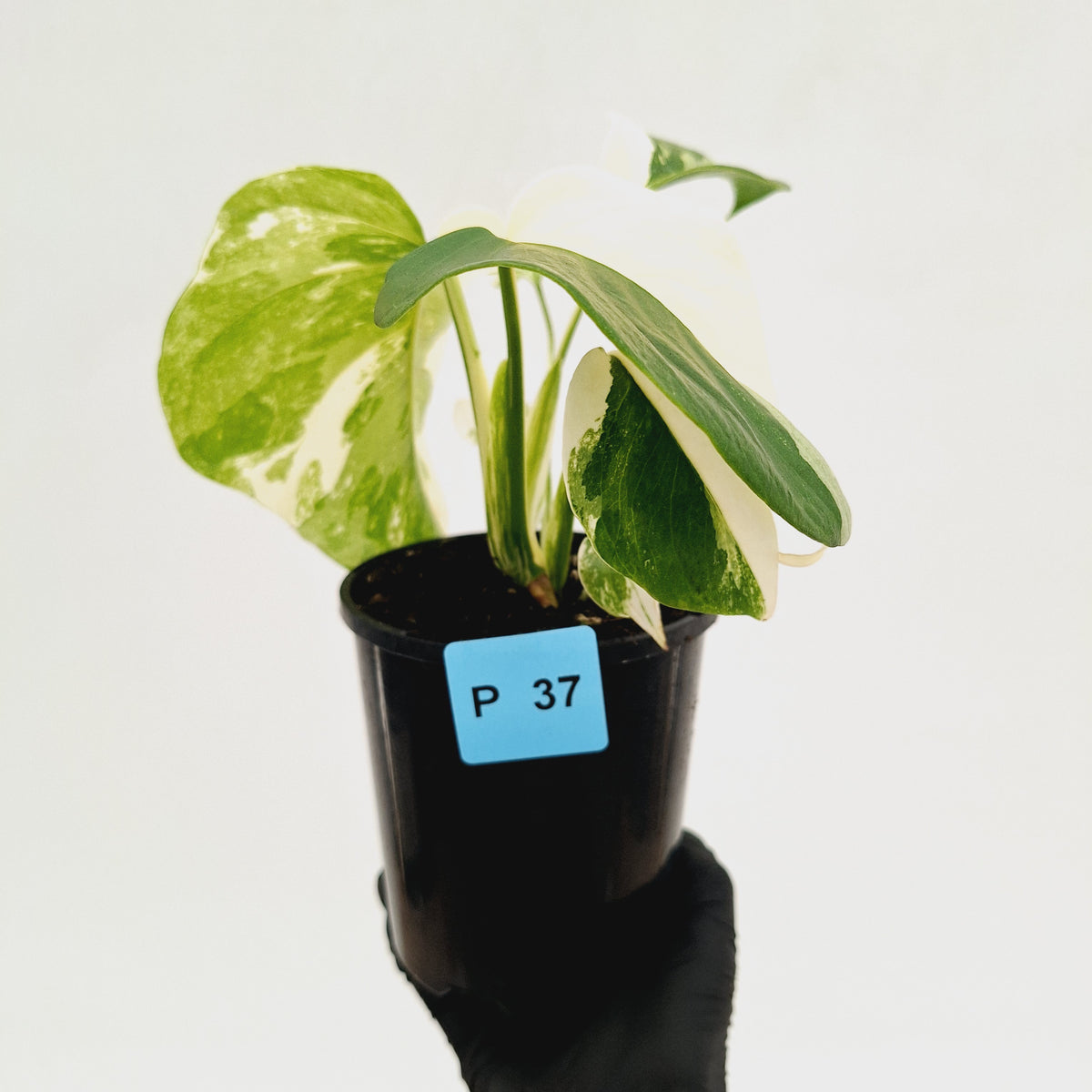 Monstera borsigiana 'Albo' - SALE