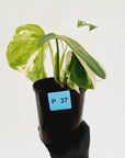 Monstera borsigiana 'Albo' - SALE