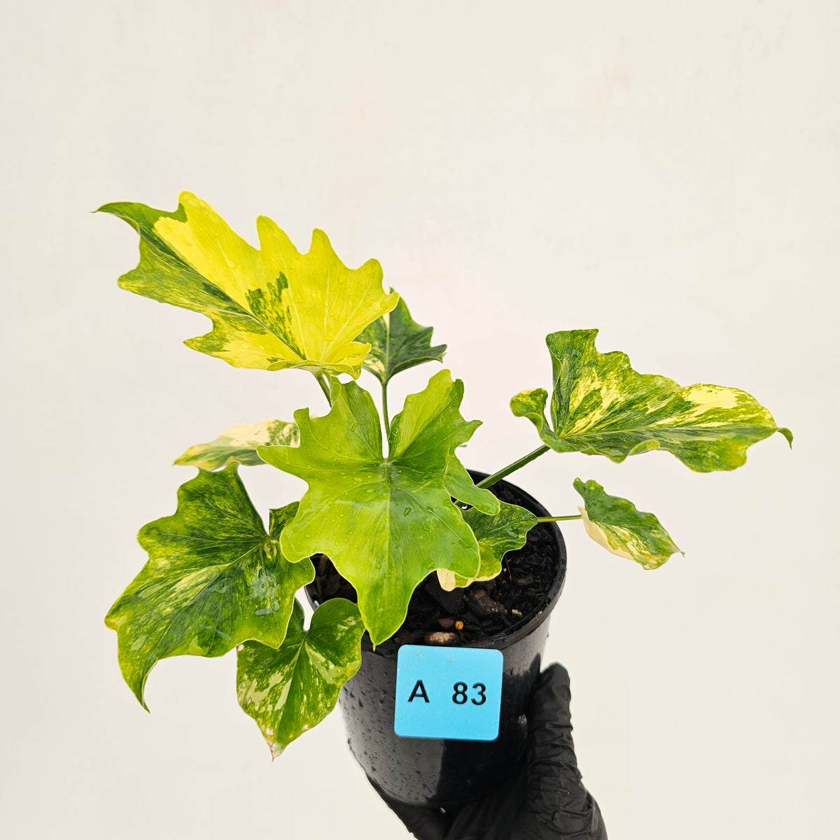 Philodendron bipinnatifidum variegata - SALE
