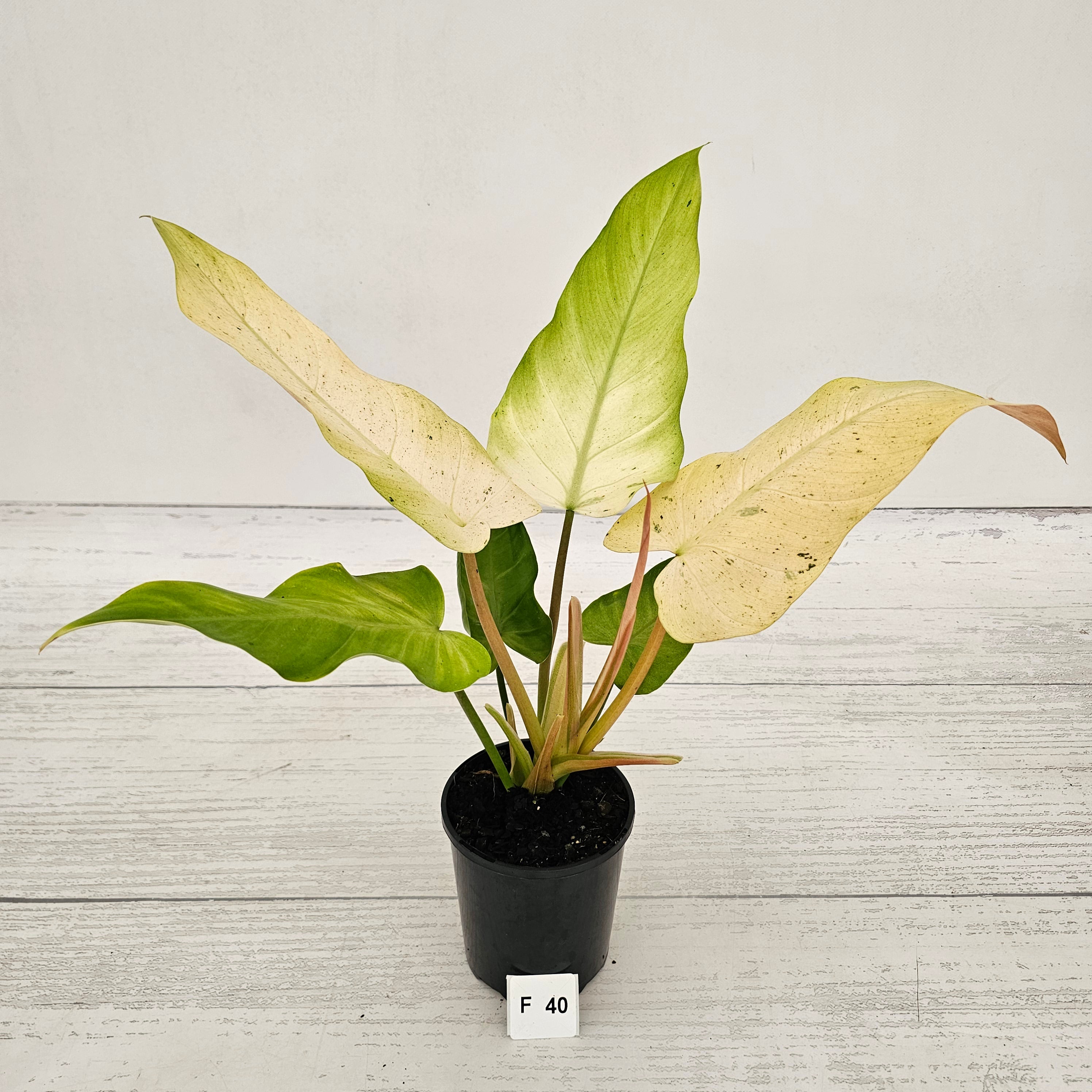 Philodendron  'Whipple Way'
