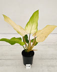 Philodendron  'Whipple Way'