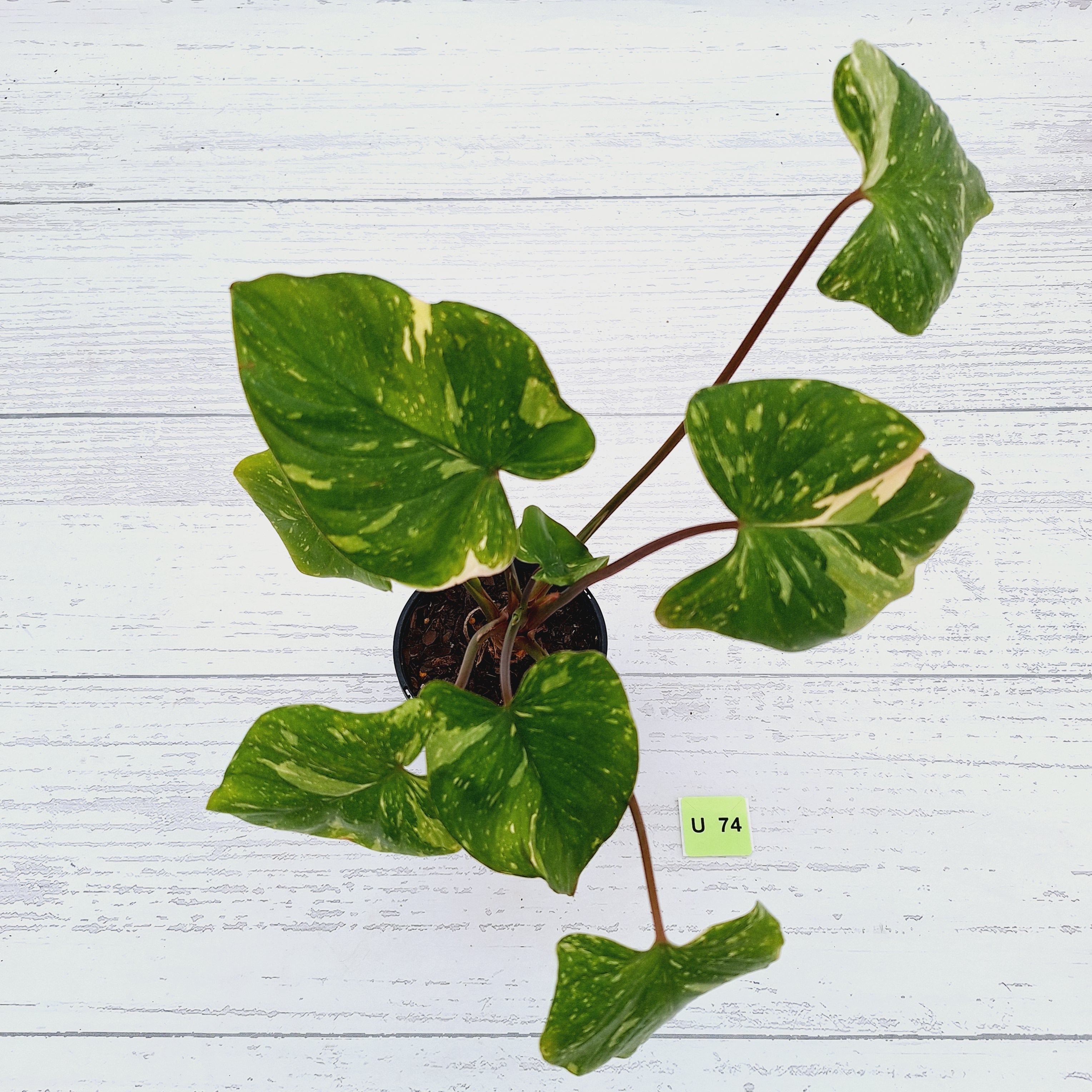 Homalomena rubescens Variegata