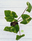 Homalomena rubescens Variegata