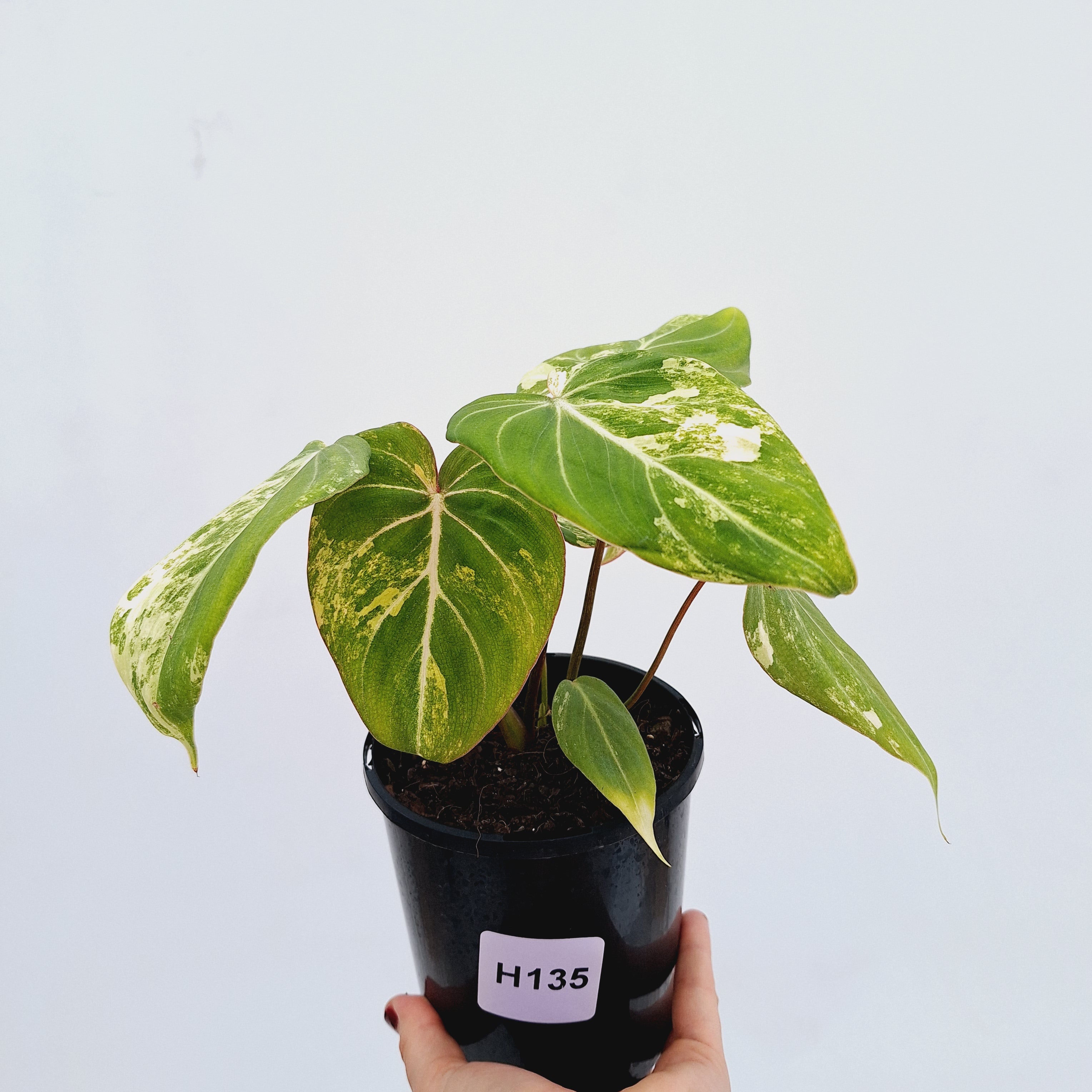 Philodendron gloriosum variegata
