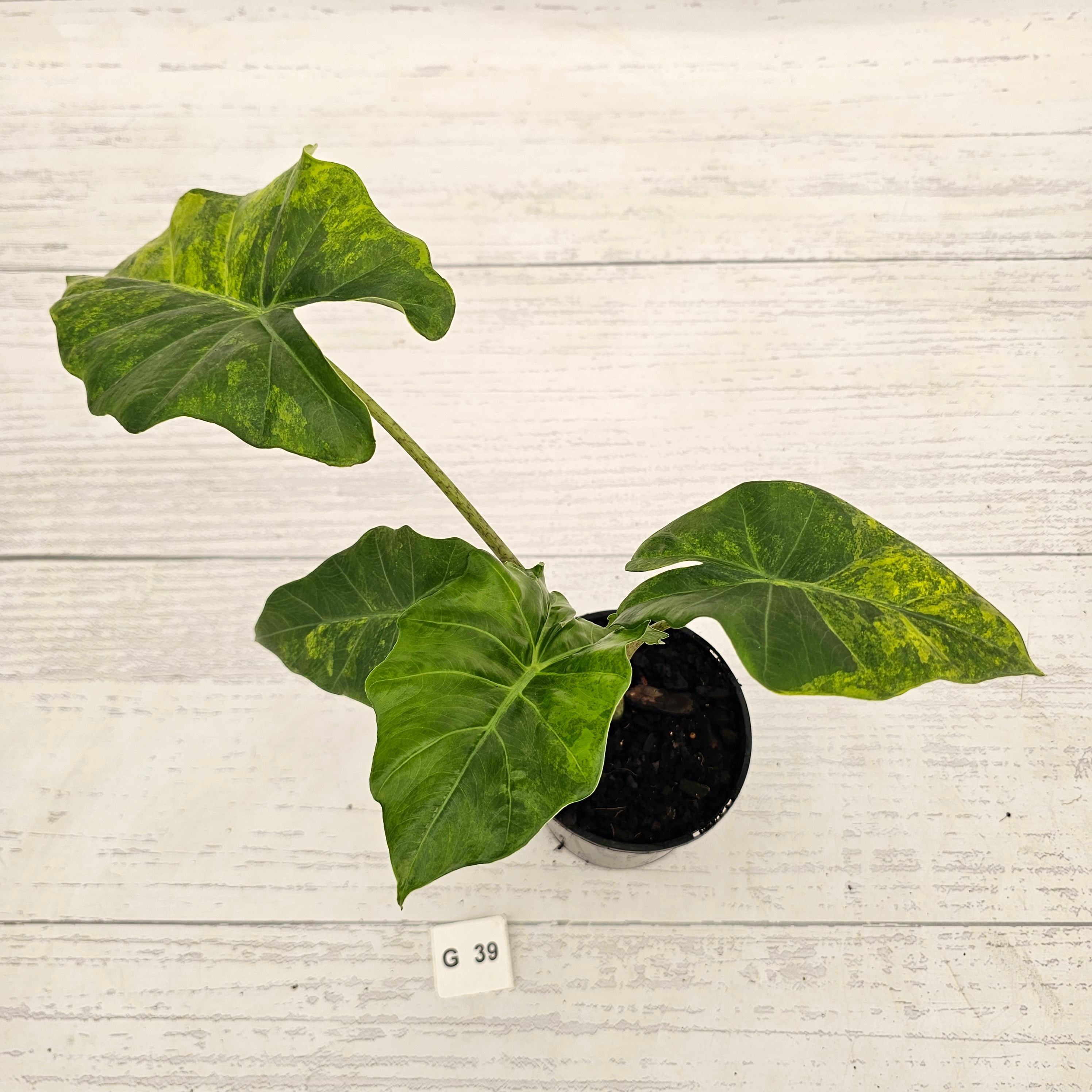 Alocasia Portora Variegata - SALE