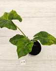 Alocasia Portora Variegata - SALE