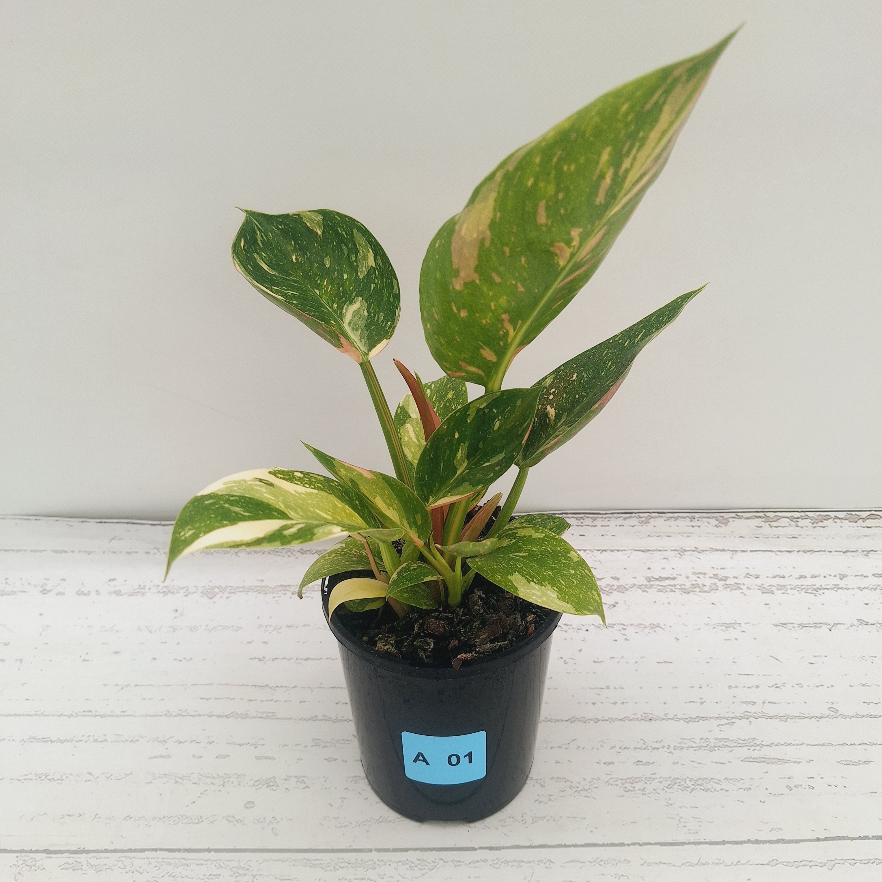 Philodendron Green Congo Variegata (Nuclear)