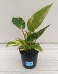 Philodendron Green Congo Variegata (Nuclear)