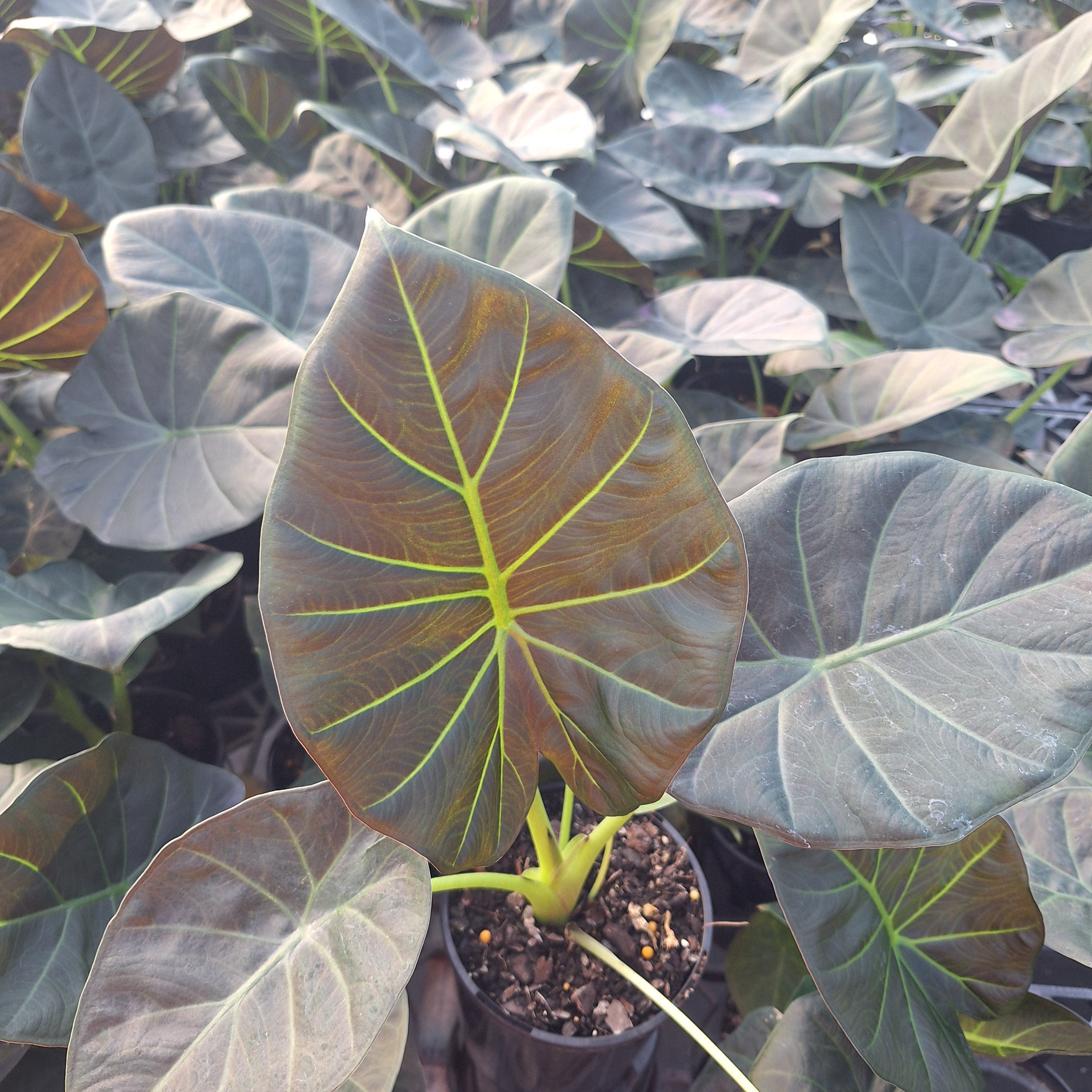Alocasia Regal 'Shields'