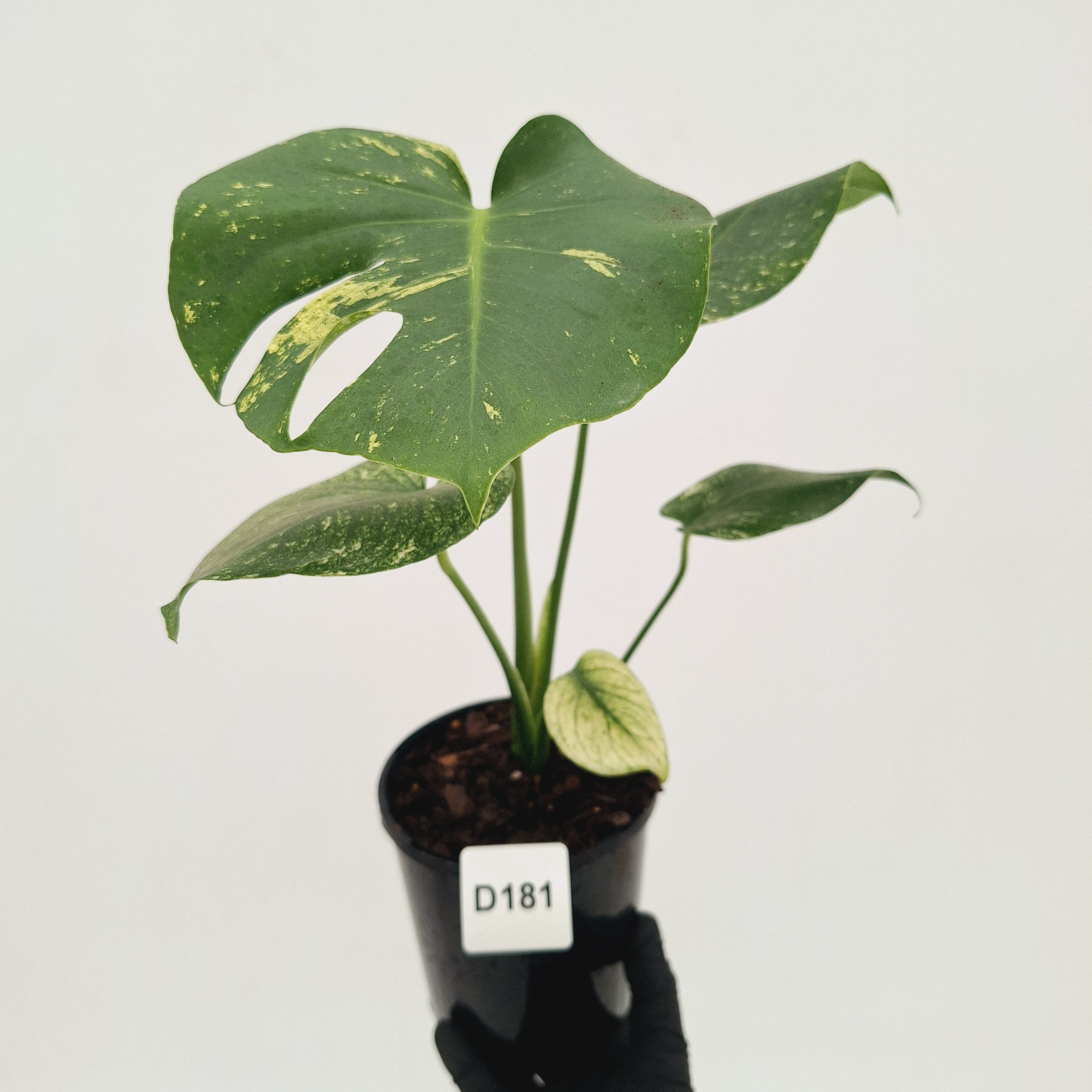 Monstera Deliciosa 'Mint' – Enliven Plants