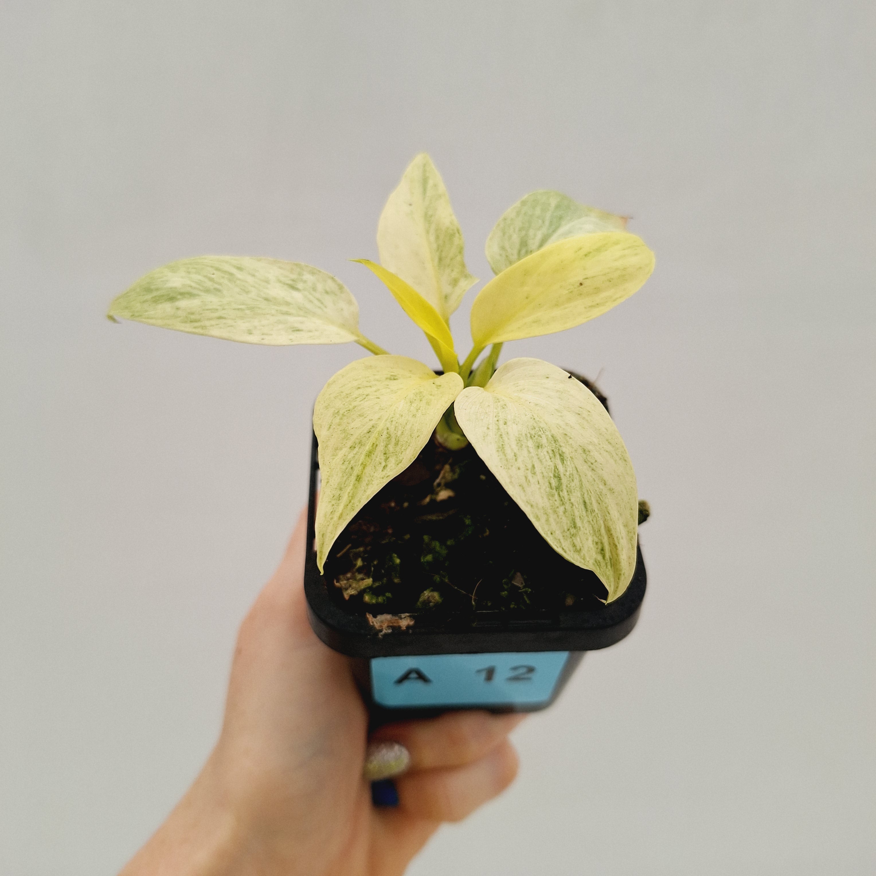 Homalomena sulcata ‘Cream Frost’ - SALE