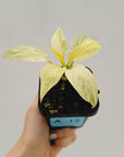 Homalomena sulcata ‘Cream Frost’ - SALE