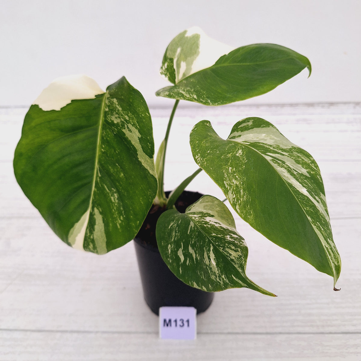 Monstera borsigiana 'Albo'