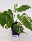 Monstera borsigiana 'Albo'