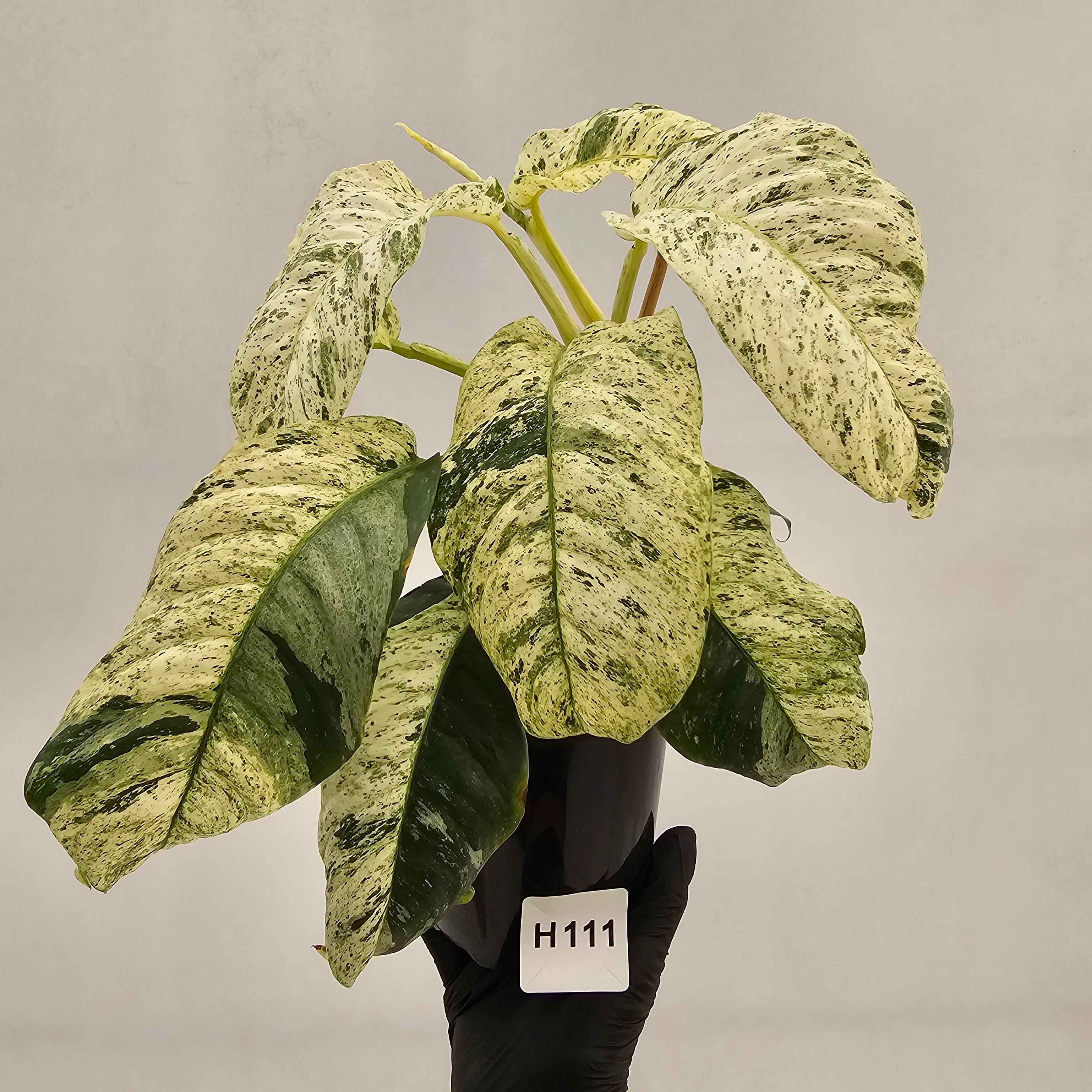 Rhaphidophora puberula variegata