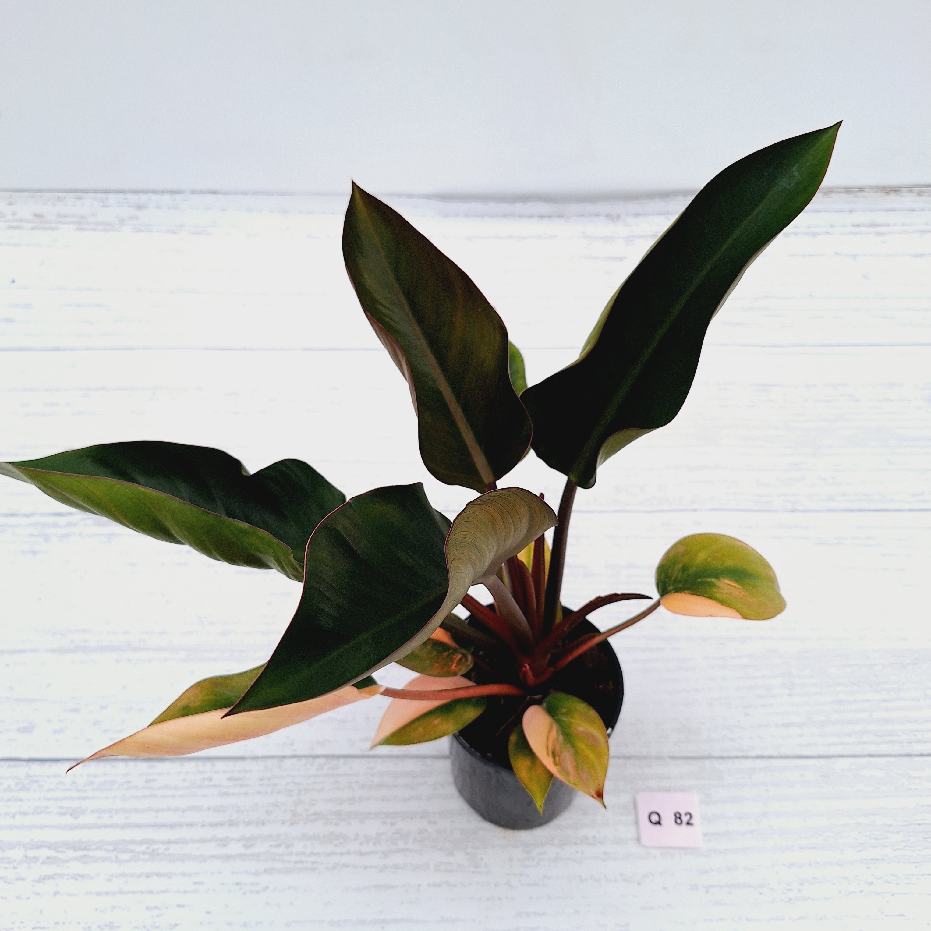 Philodendron &#39;Rojo Congo Variegated&#39;