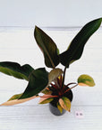 Philodendron 'Rojo Congo Variegated'